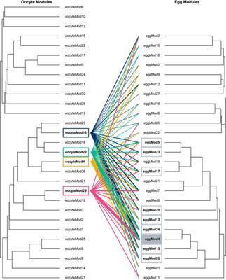 Maternal body condition and season influence RNA deposition in the oocytes of alfalfa leafcutting bees (Megachile rotundata)